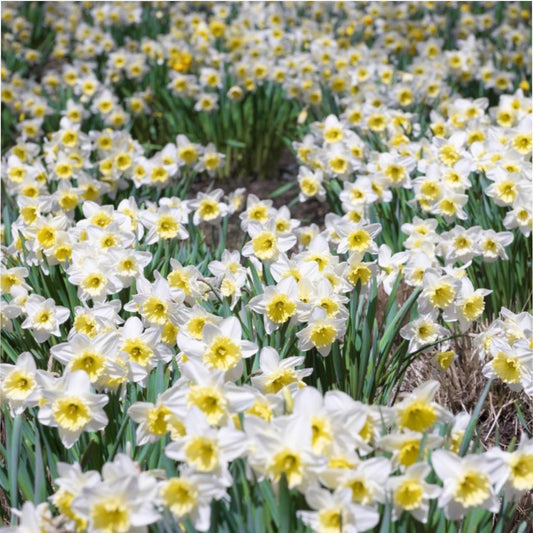 Spring Daffodil Duvet Cover